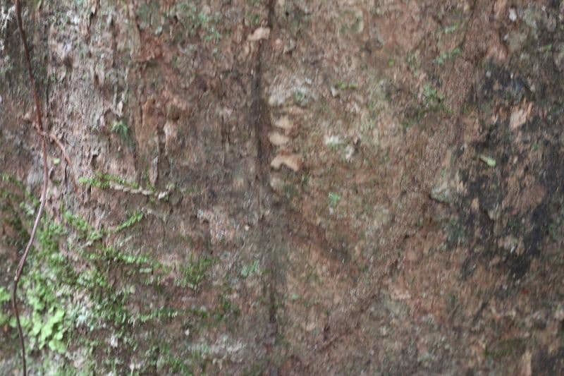 Platymiscium trojlisté 3