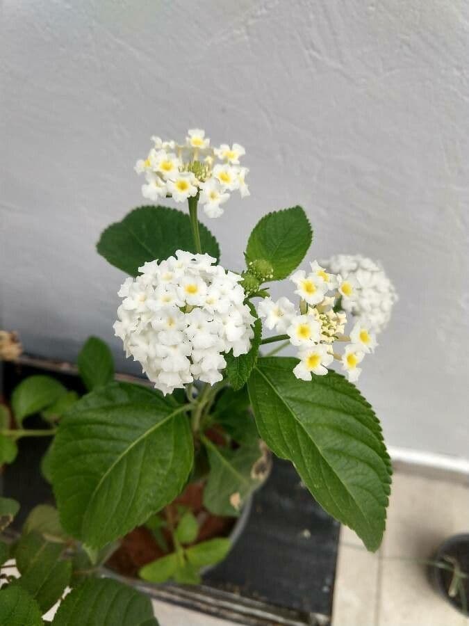Lantana ondulata