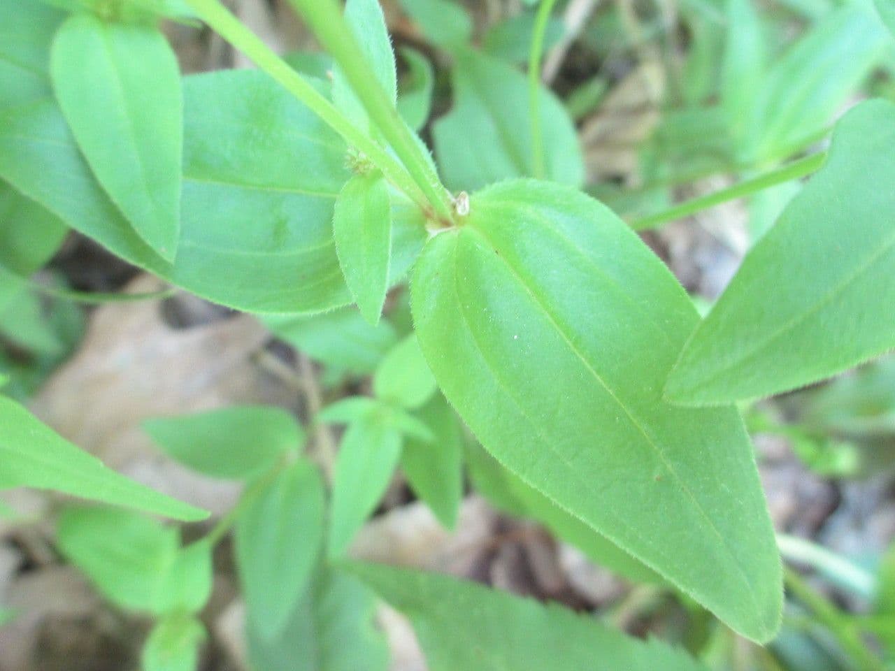 Houstonia purpurea 12