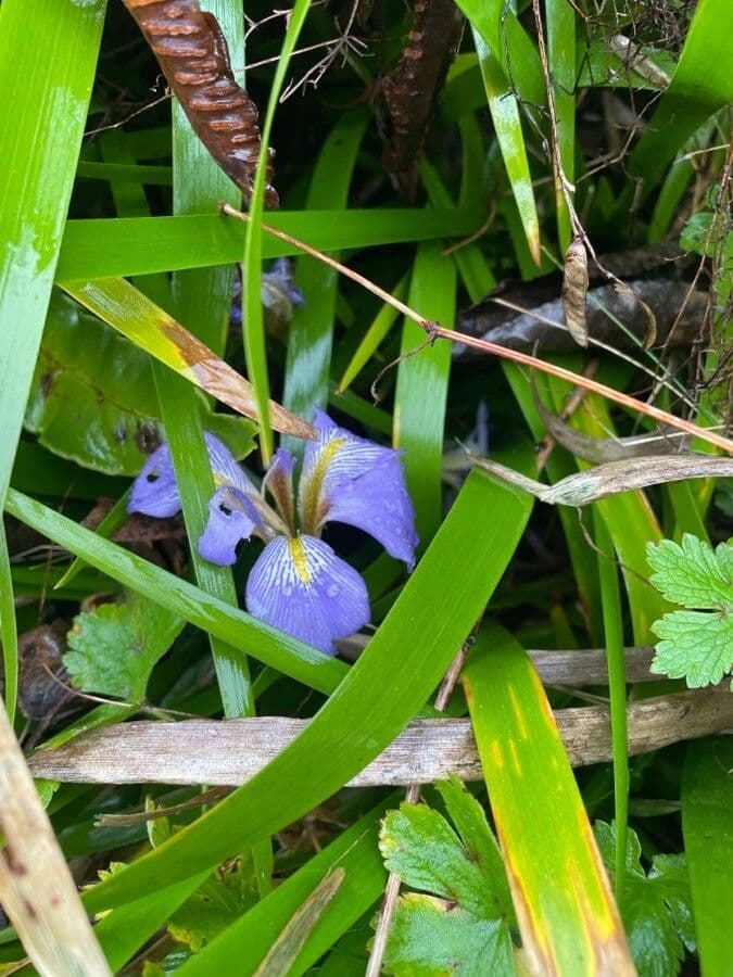 Iris 13