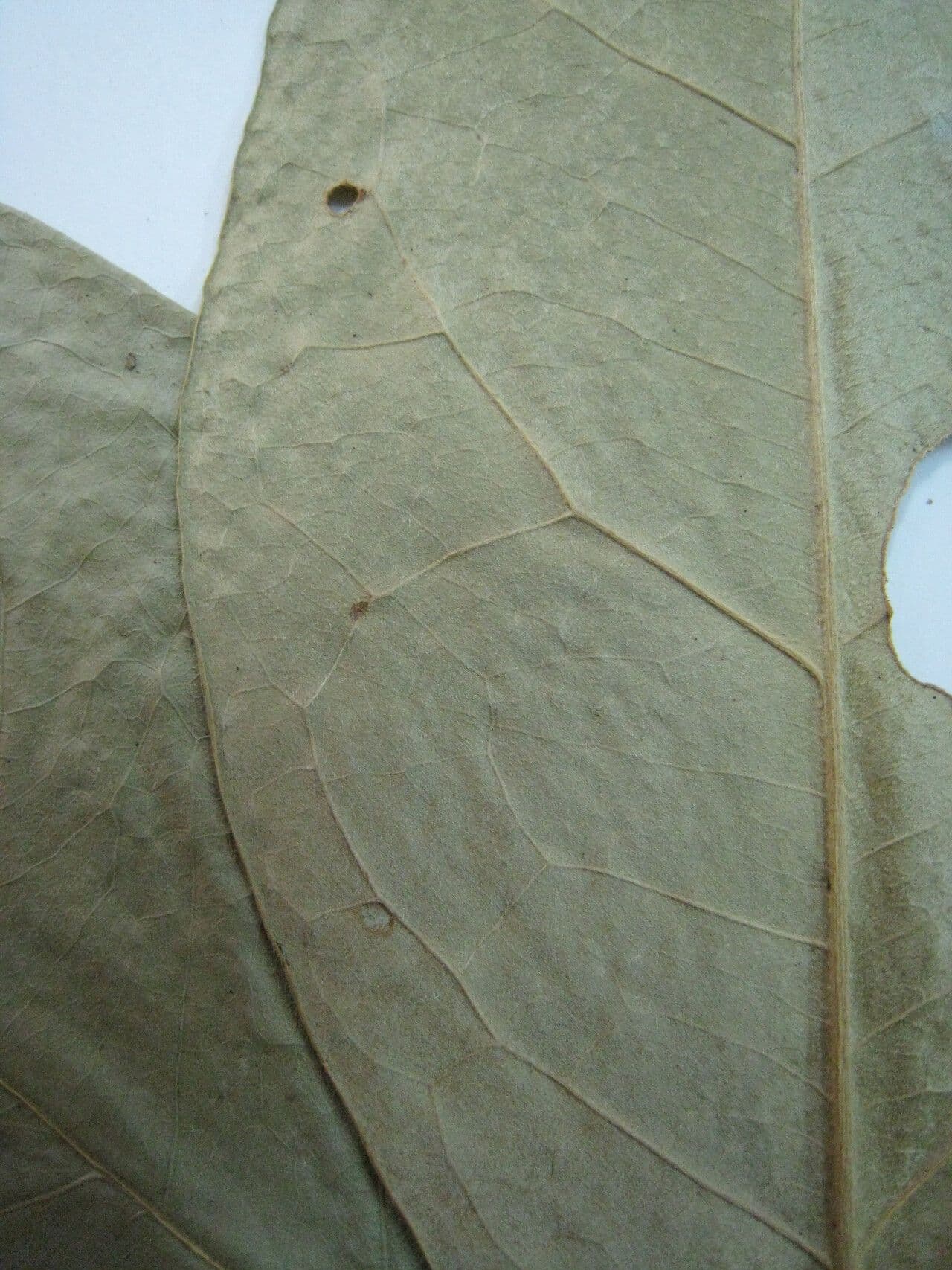 Bunchosia 9
