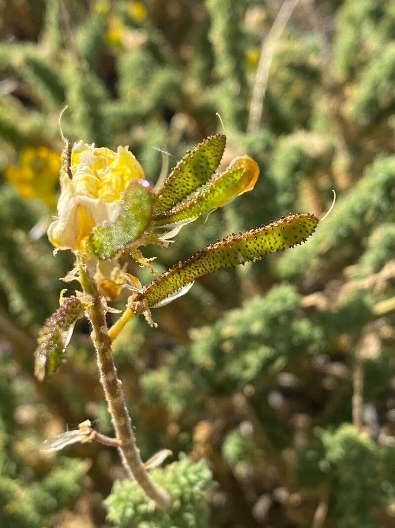 Adenocarpus viscoso