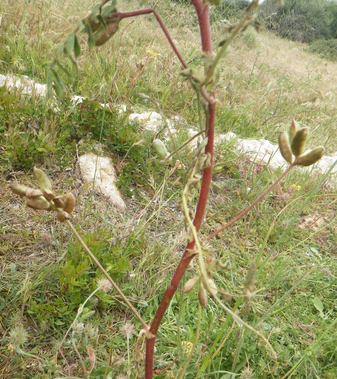 Gelbe Tragant 12