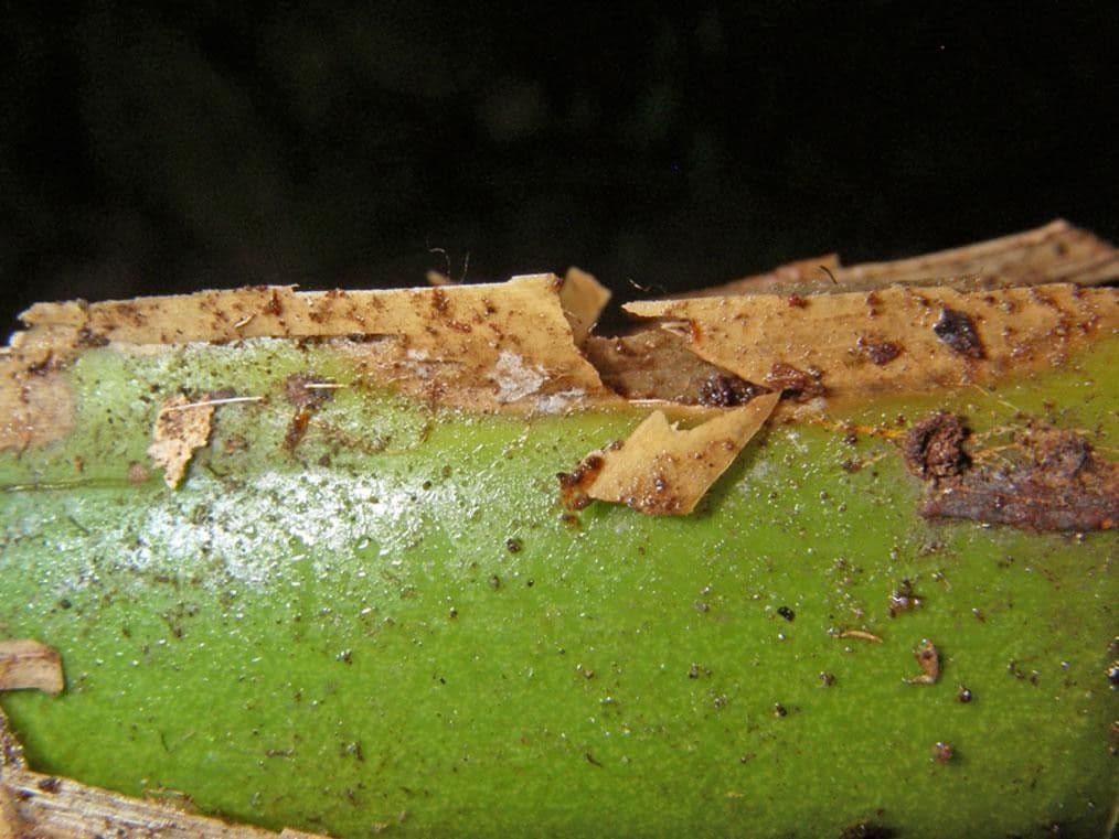 Asplundia 5