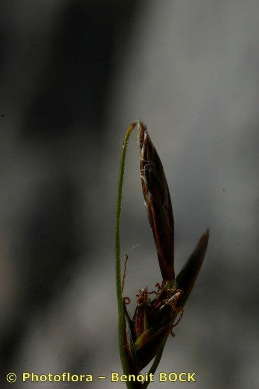 Carex mucronata 15