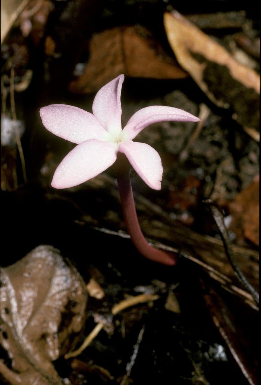Voyria 6