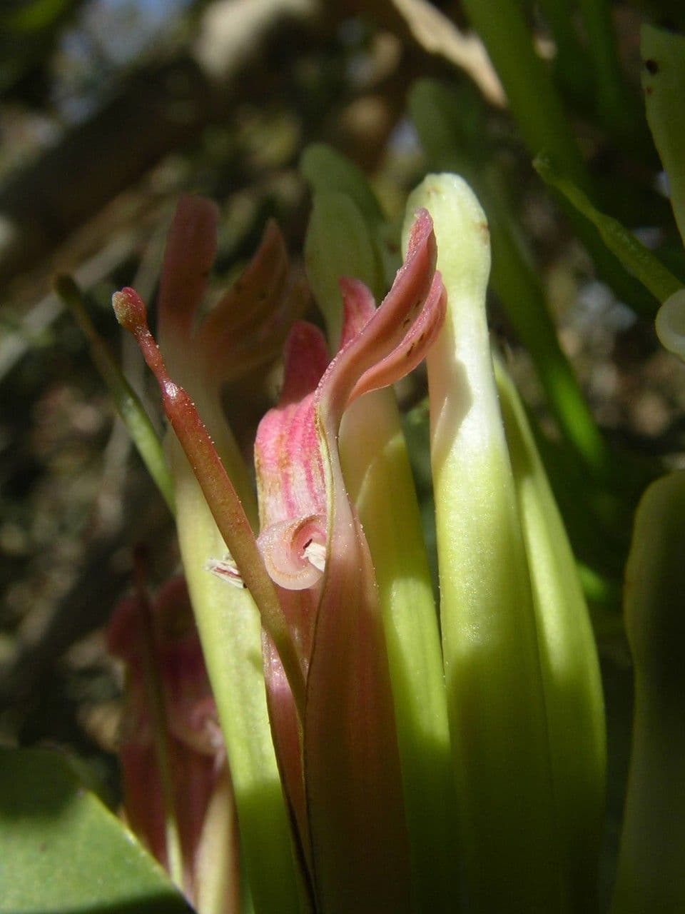 Tapinanthus 3
