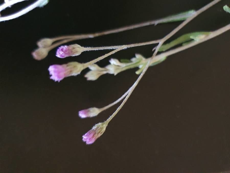 Gutenbergia 5