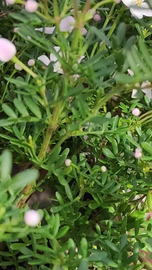 Boronia 5