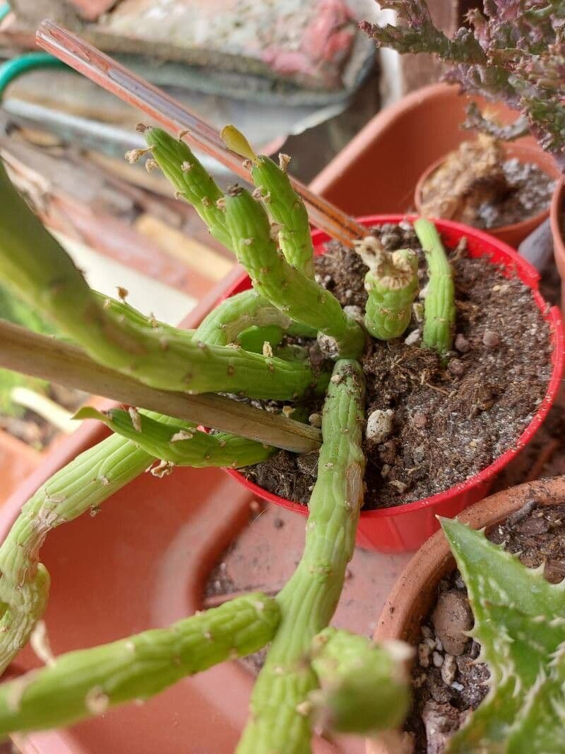 Kleinia anteuphorbium 20