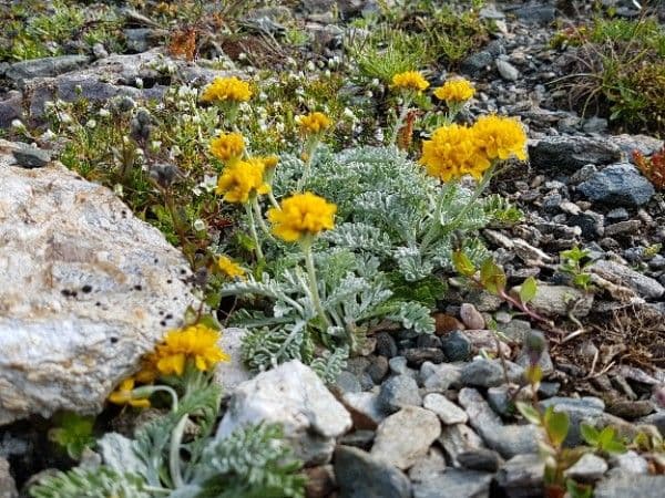 Senecio grigio 6