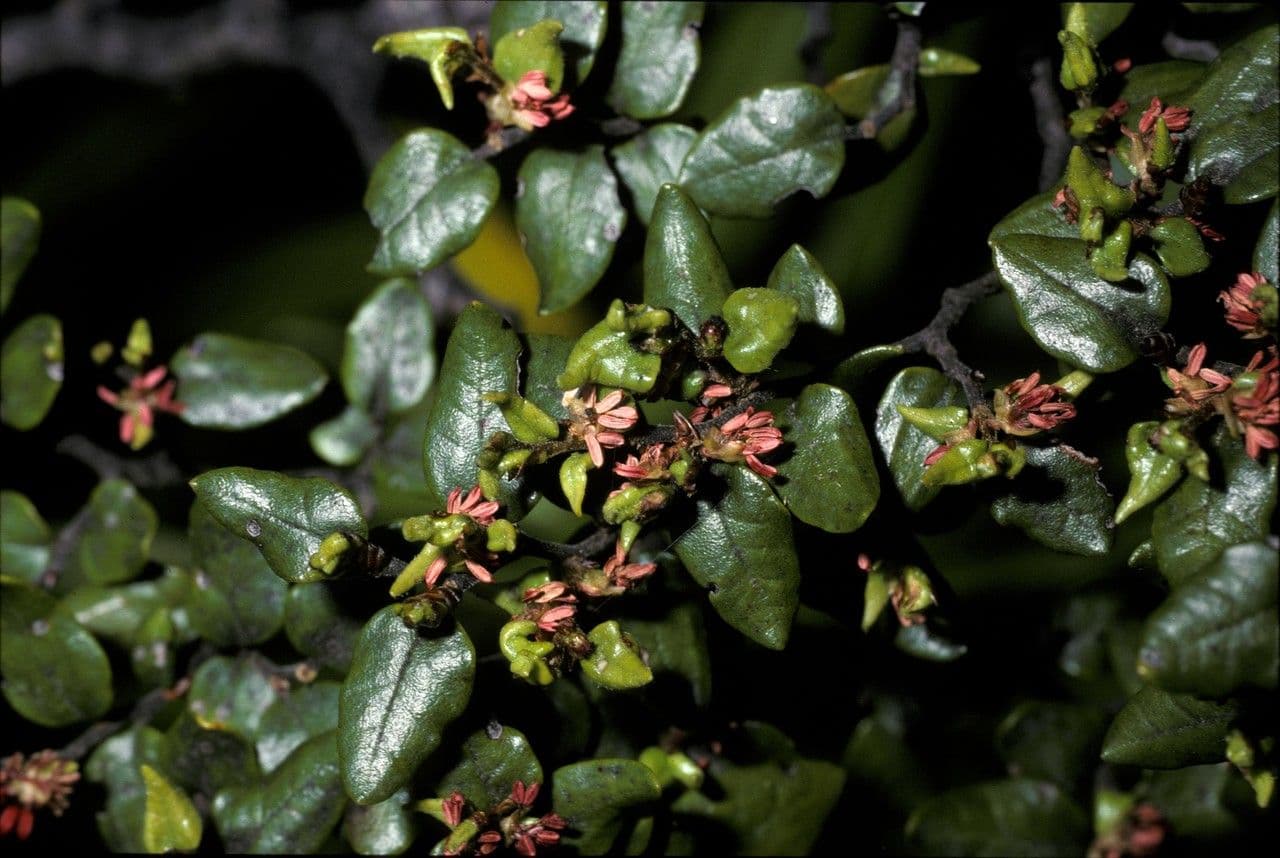 Nothofagus