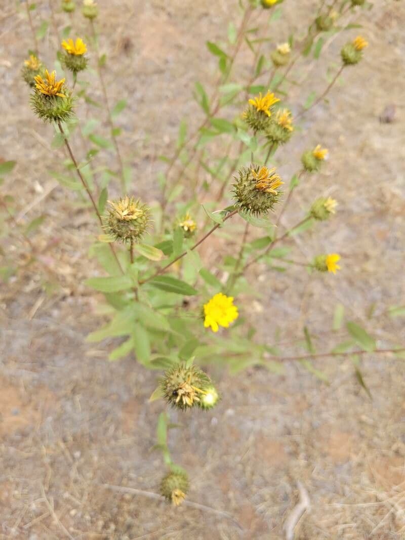 Grindelia 14