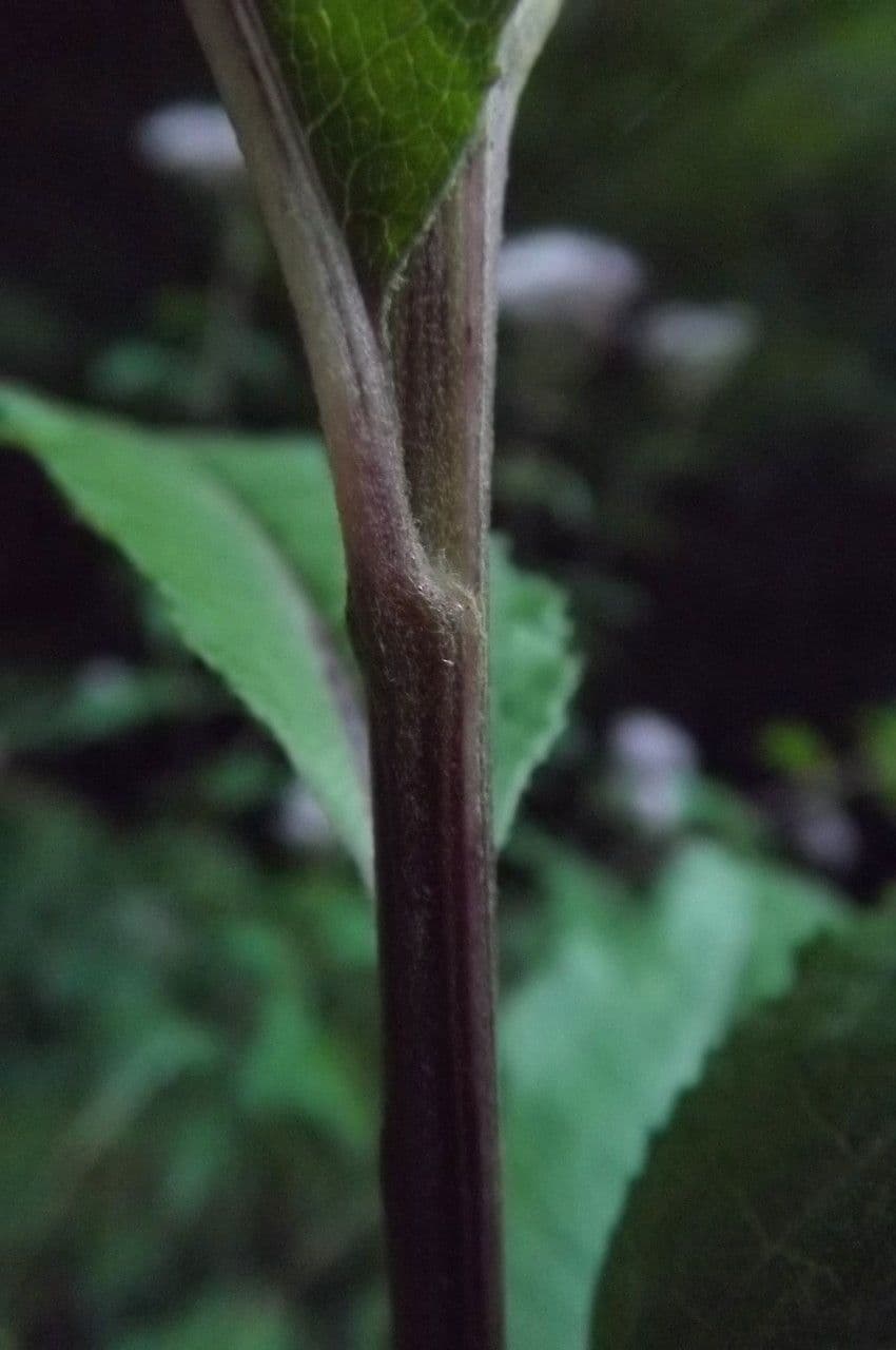 Bayonner Greiskraut 24