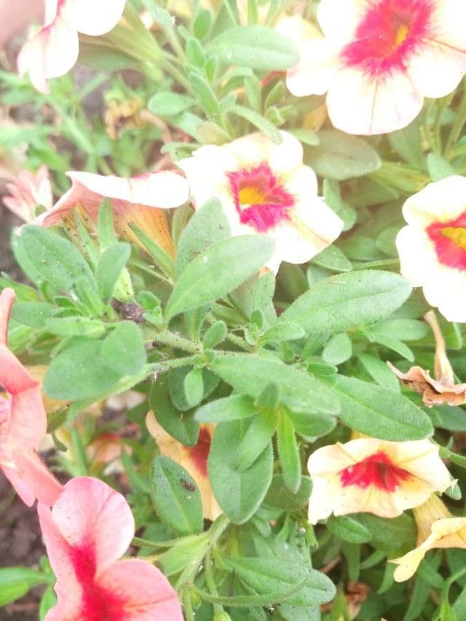 Kleinblütige Kalibrachoa 21