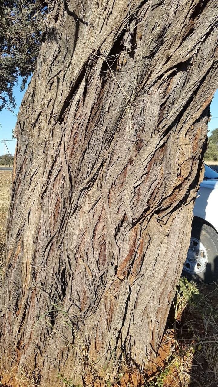 Acacia erioloba 23