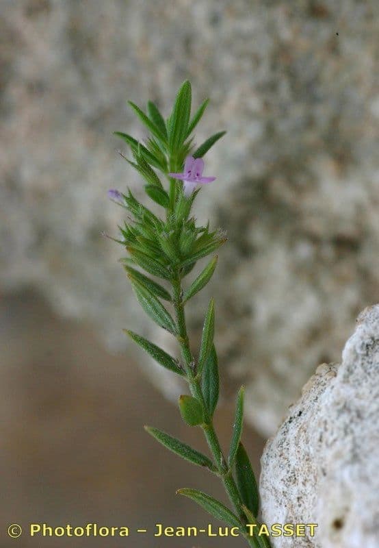 Micromeria greca 19