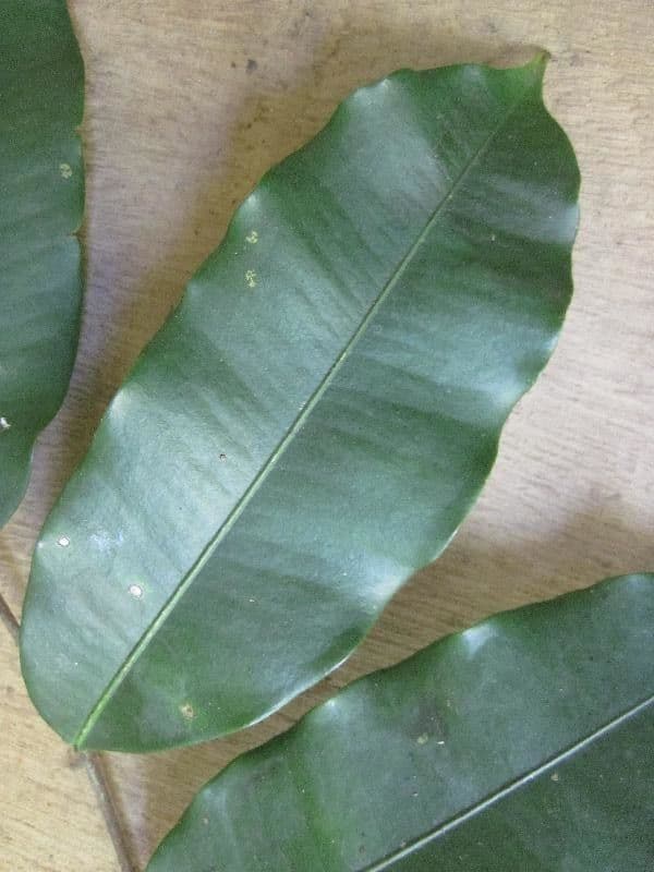 Brosimum rubescens 2