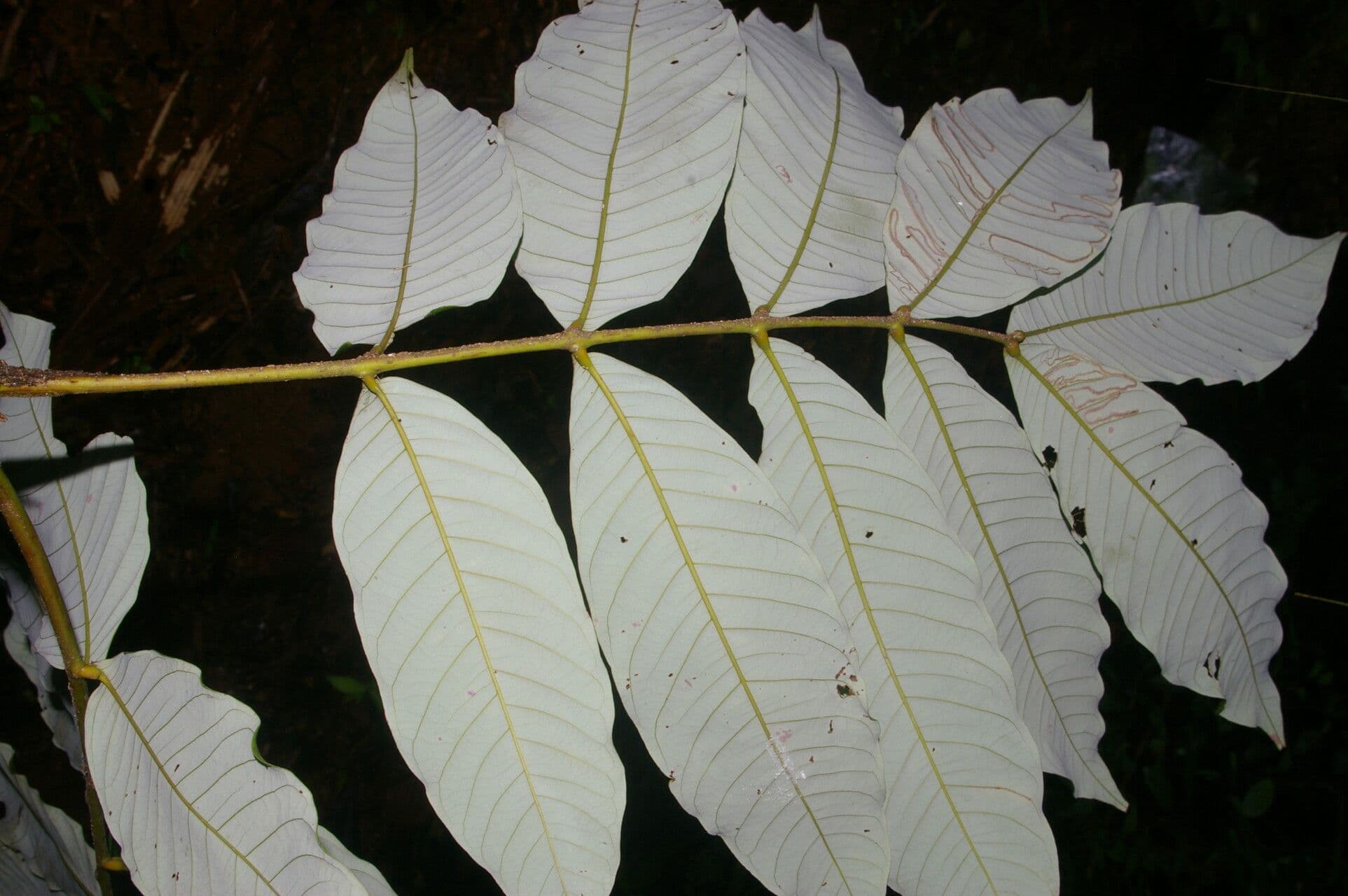 Oreomunnea 4