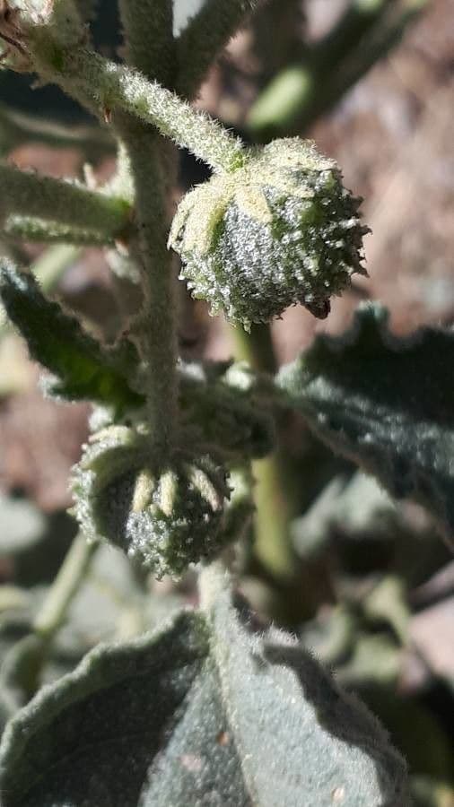 Chrozophora