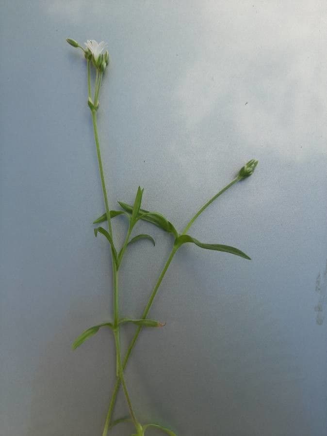 Acker-Hornkraut 22