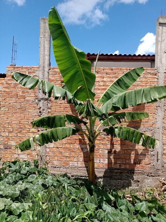 Plátano 20