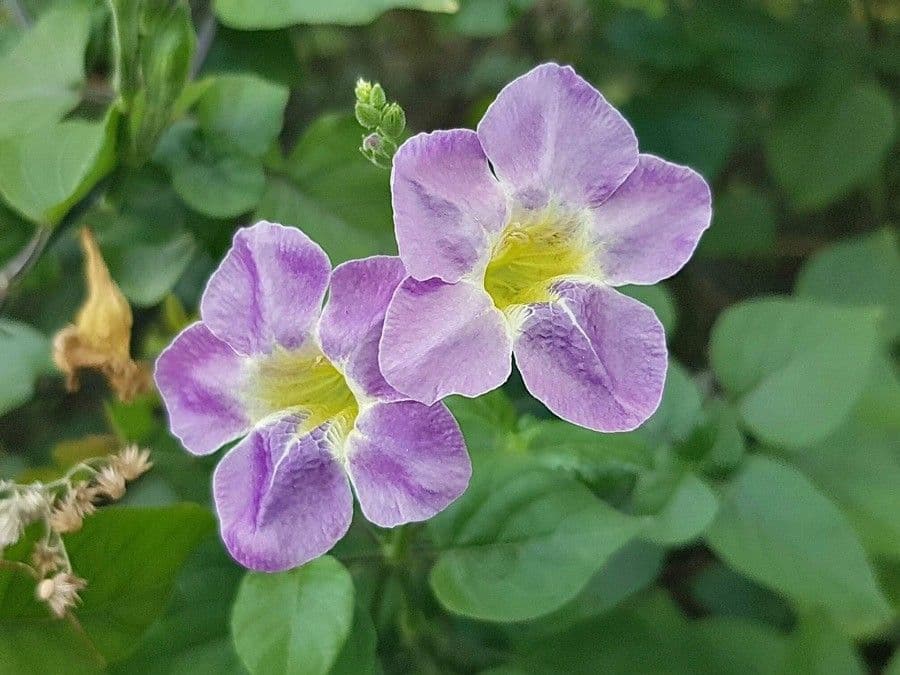 Violeta china 6