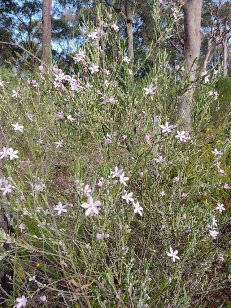 Eriostemon australasius 6