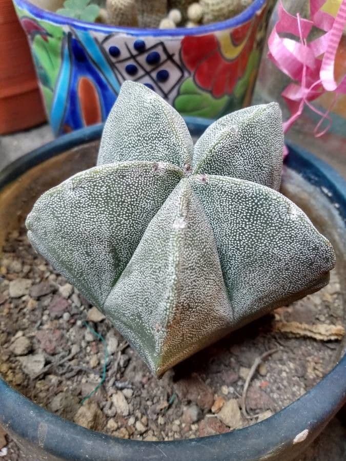 Astrophytum 12
