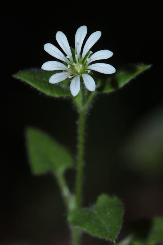 Stellaria cuspidata