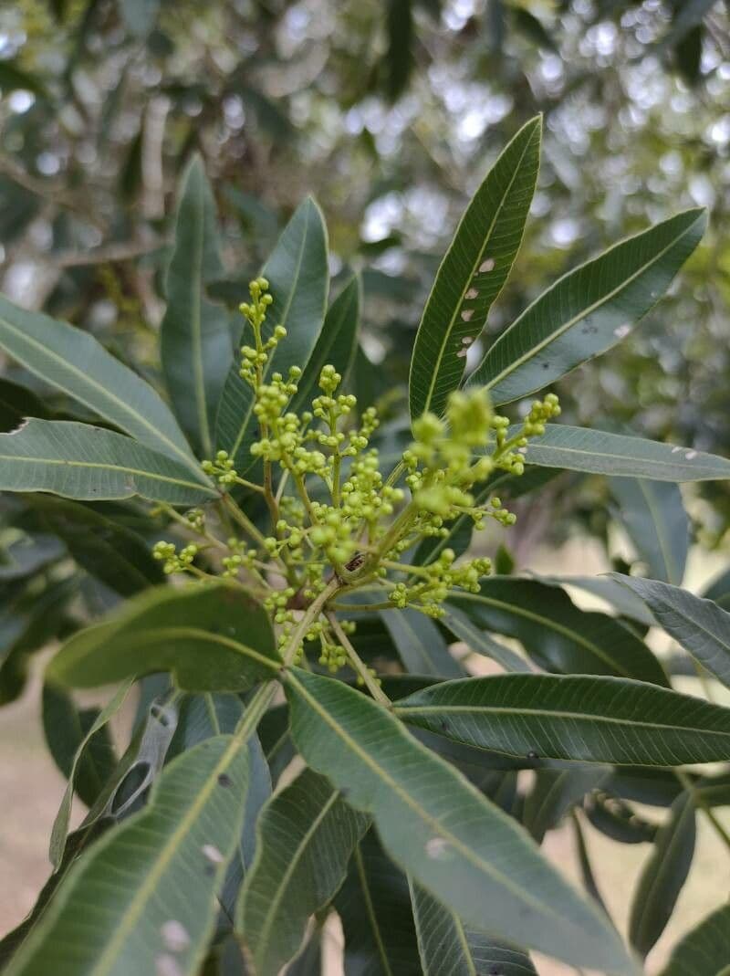 Lithraea molleoides 3