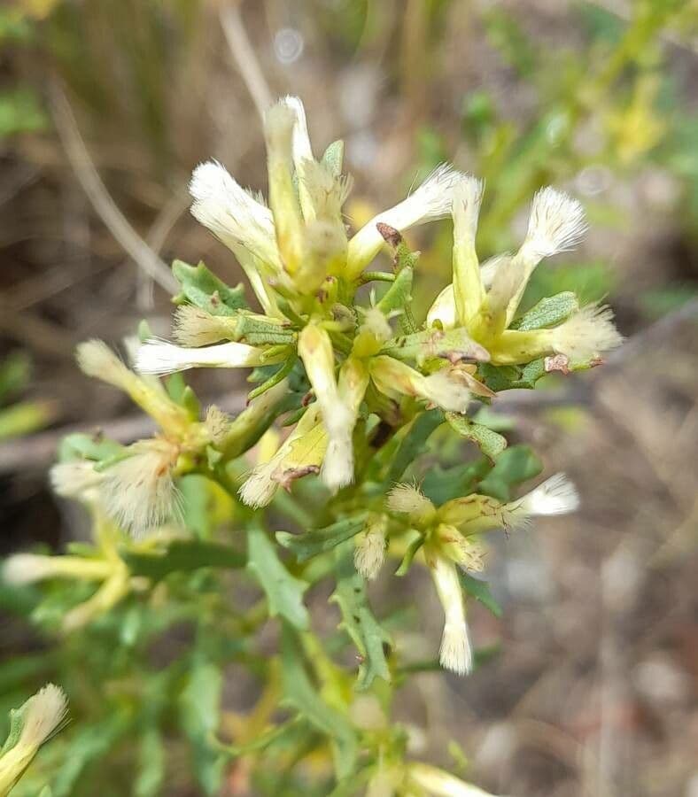 Baccharis 2