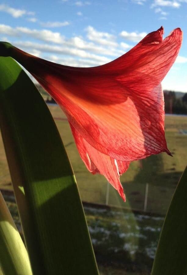 Amaryllis regina 9