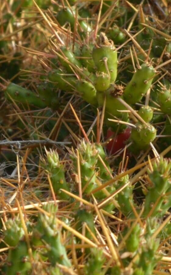 Cumulopuntia 3