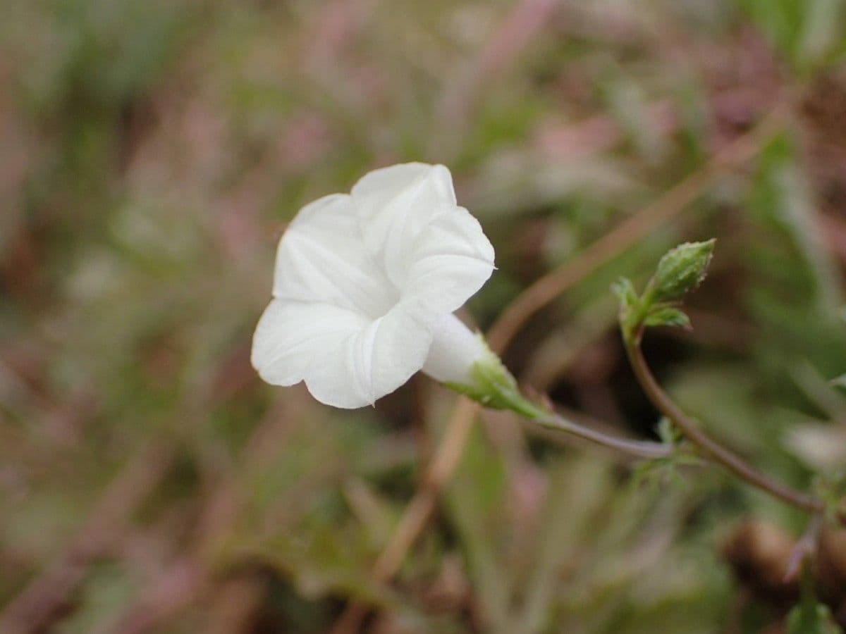 Ipomoea coptica 2