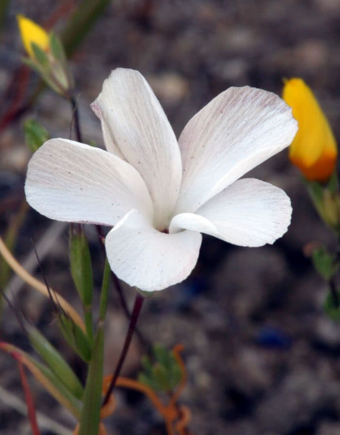 Linanthus 5