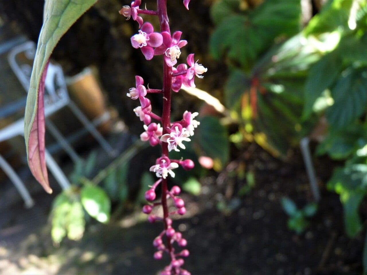 Trichostigma 3