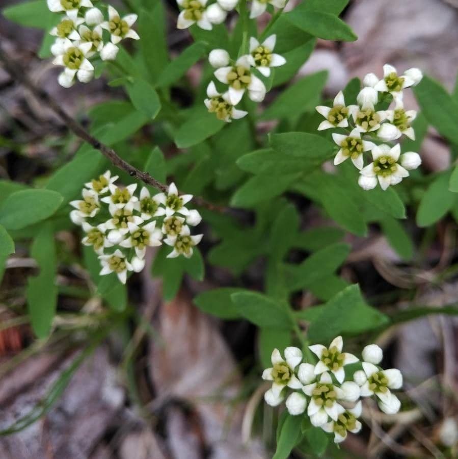Comandra umbellata 5