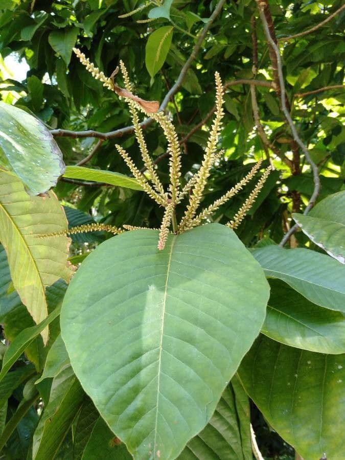 Acalypha 2