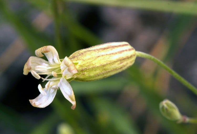 Silene 4