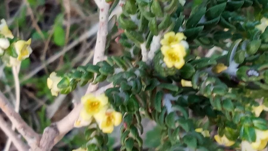 Timelea irsuta 20