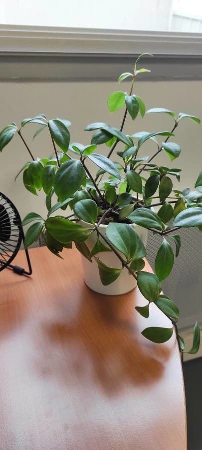 Peperomia 13