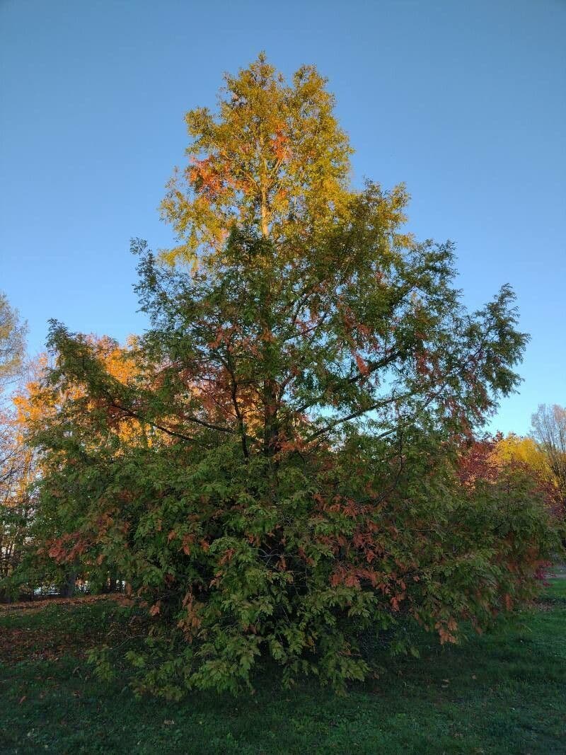 Sequoia della aurora 15