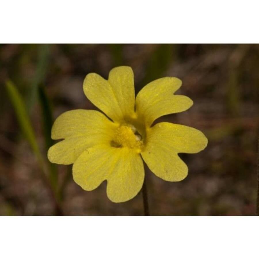 Pinguicula lutea 5