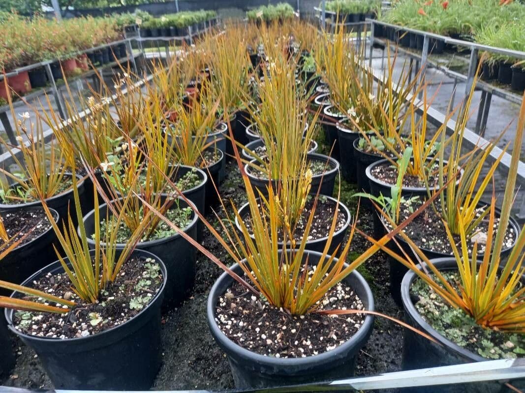 Libertia