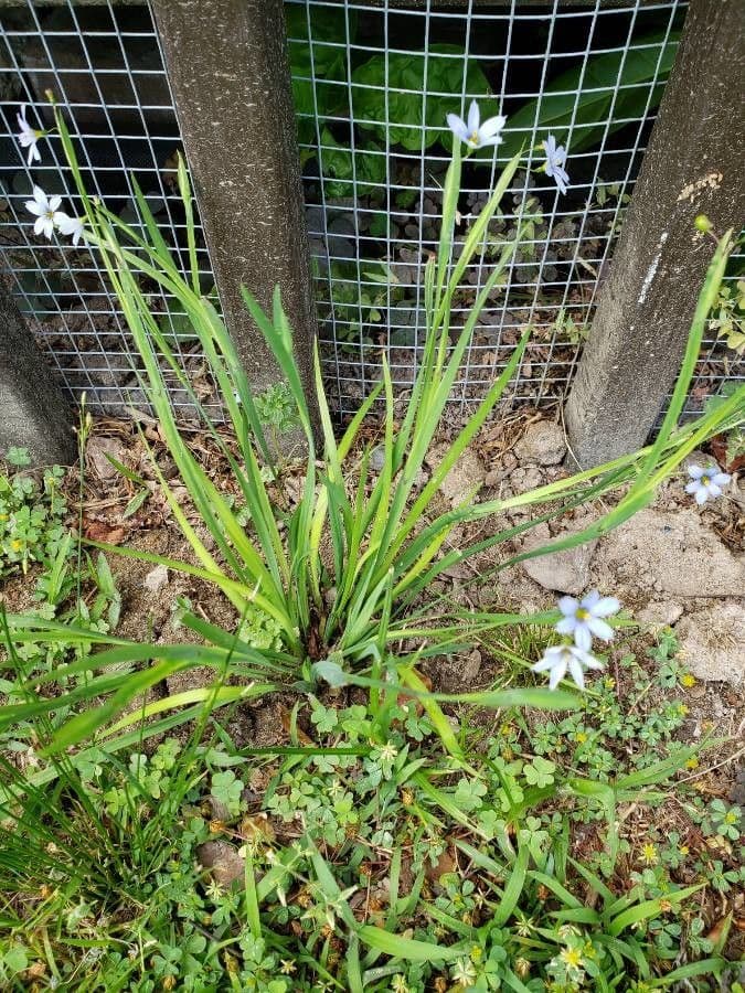 Schmalblättriges Blauaugengras 17
