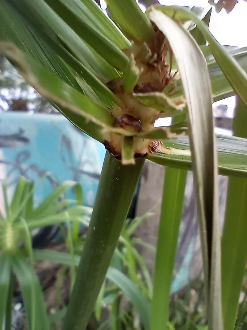Zigolo involucrato 22