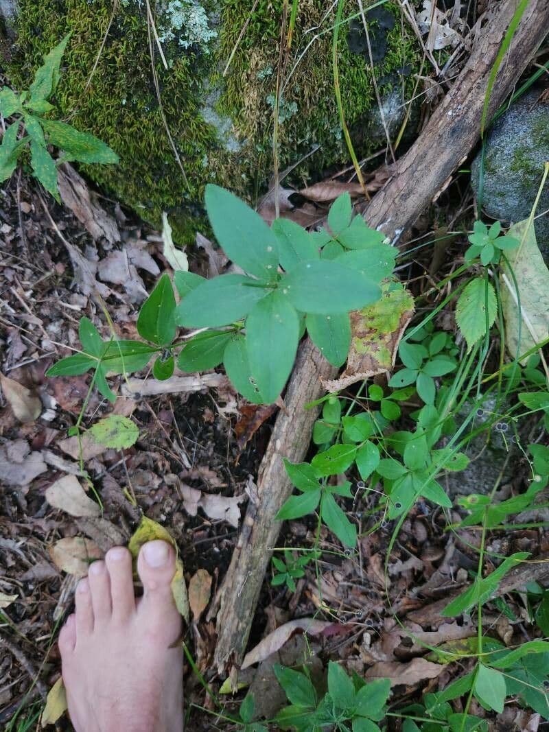 Wald-Kriech 11