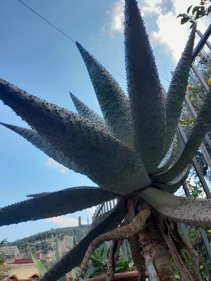 Transvaal-Aloe 14