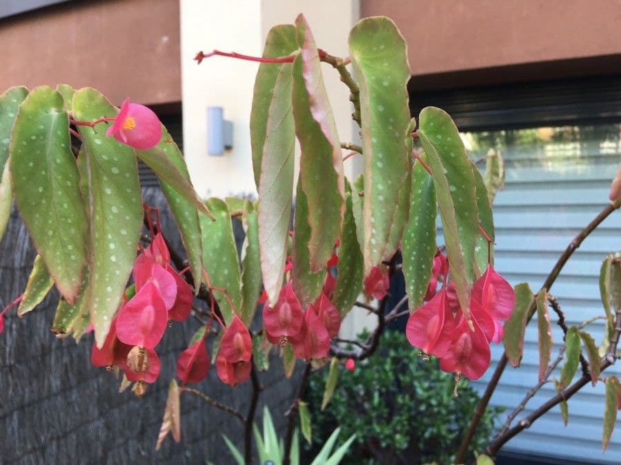 Begonia